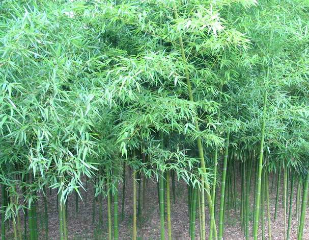 河南刚竹、河南刚竹批发、河南刚竹价格 