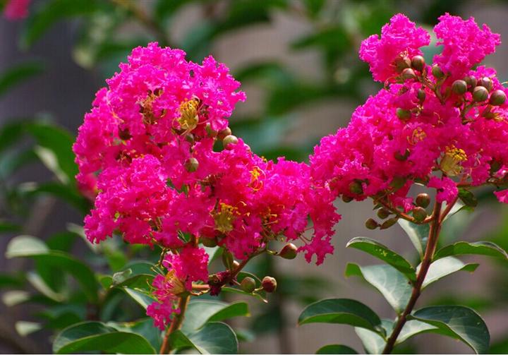 河南百日红花 