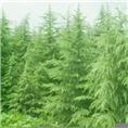 河南雪松供应 