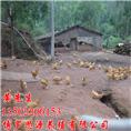 惠州三黄鸡苗养殖，惠州三黄鸡苗批发 