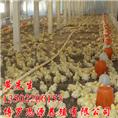 惠州哪里有三黄鸡卖？博罗石坝三黄鸡供应