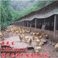 哪里有三黄鸡胡须鸡卖？湖镇三黄鸡出售