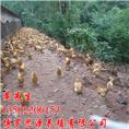 广东哪里有三黄鸡卖？惠州三黄鸡养殖场 