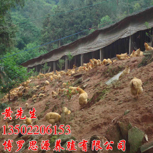 东莞胡须鸡苗供应、广东三黄鸡苗批发 