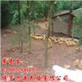 泰美三黄鸡胡须鸡出售、平安三黄鸡出售 