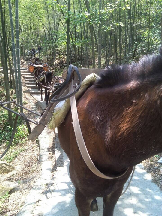 山路马帮运输--山区马队运输6 