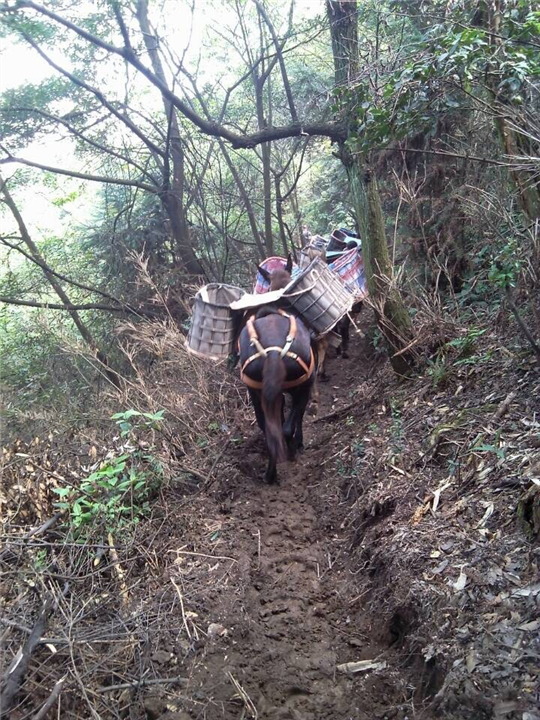 山路马帮运输$山区马队运输15 