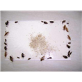 秦皇岛金卫士有害生物防治有限公司 