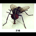 秦皇岛灭鼠│秦皇岛灭鼠公司 