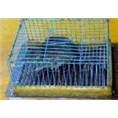 北戴河别墅灭鼠│北戴河商场灭鼠 