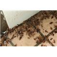 秦皇岛灭蟑螂【电话：13833530066】 