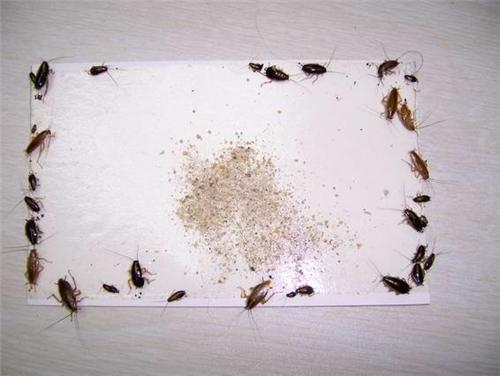 秦皇岛金卫士有害生物防治有限公司 
