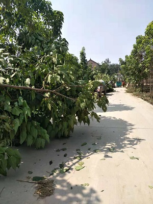 河南楸树苗 