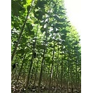 河南楸树的原产地