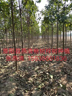 河南楸树苗的育苗技术 