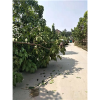 河南楸树苗 