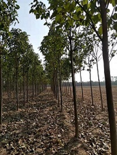 河南楸树苗基地