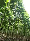 河南楸树的原产地