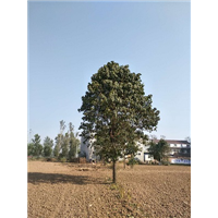 河南楸树苗种植采用的是水肥管理 