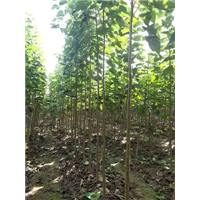 河南楸树的发展前景 