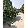 河南梓树