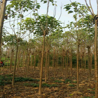 河南楸树种植基地 