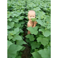 巧来为幼苗来施施肥 
