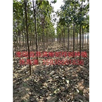 河南楸树电话
