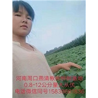 河南楸树苗圃