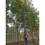 河南楸树电话