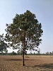 河南楸树栽植要点