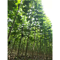 河南楸树苗冬季受冻补救措施 