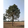 河南楸树栽植要点