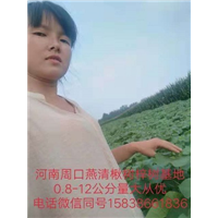 河南楸树种植基地电话 