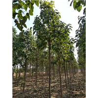 河南楸树苗价格及种植技术 