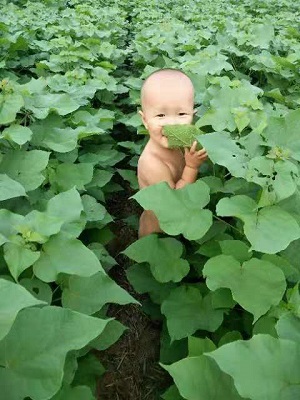 河南楸树苗种植的优势 