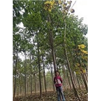 河南金叶梓树