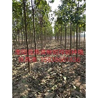 河南楸树基地