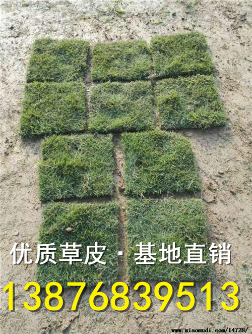 海口绿化草皮块批发【绿化草皮】 