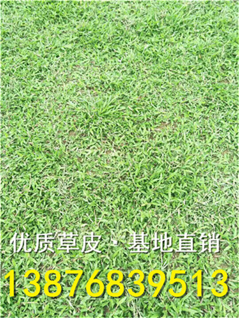 海南大叶油草皮【大叶油草皮】 