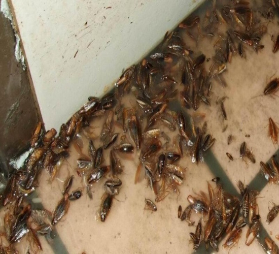 宁波除虫公司电话