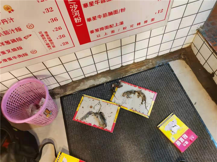 宁波灭鼠灭蟑螂公司