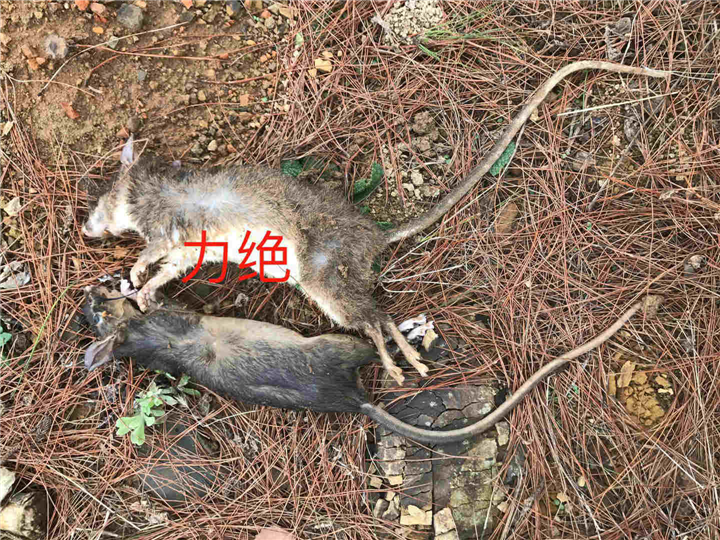 义乌灭四害公司电话
