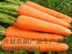开封胡萝卜专业代办|开封胡萝卜代办 