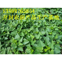 开封红薯代办|开封红薯出售 