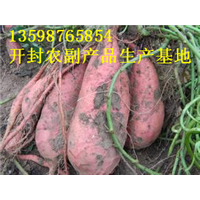 开封红薯出售