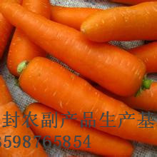 开封红萝卜代办中心/开封胡萝卜代办 