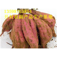 开封红薯供应