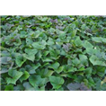 开封红薯|开封红薯销售
