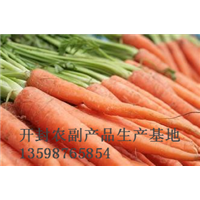 开封胡萝卜批发|开封胡萝卜代办 